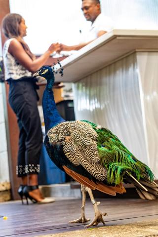 This image features a vibrant and striking peacock in the foreground, standing on a wooden floor with its richly colored plumage prominently displayed