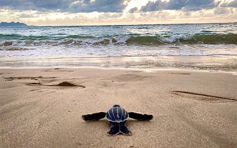 This image features a baby turtle on a sandy beach, foregrounded by the shoreline where small waves are breaking