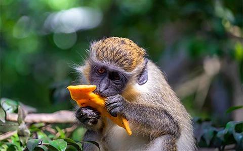 The image features a monkey holding and possibly eating a piece of fruit, which looks like a mango