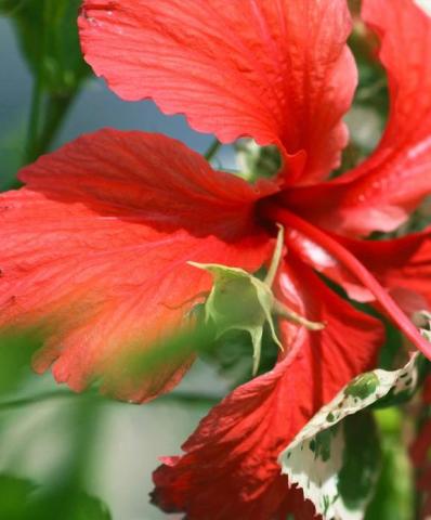 The image shows a close-up of a vibrant red hibiscus flower