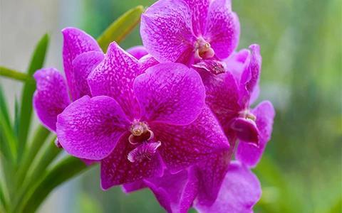 The image shows a close-up view of a cluster of vibrant pink orchids, with a blurred green background that suggests they may be located in a garden or a greenhouse environment