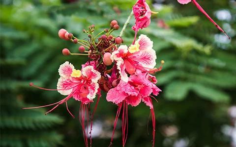 The image shows a cluster of pink and red flowers with long, protruding stamens