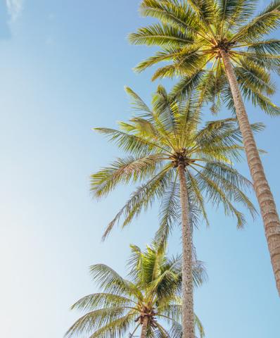 The image features several tall palm trees under a clear blue sky