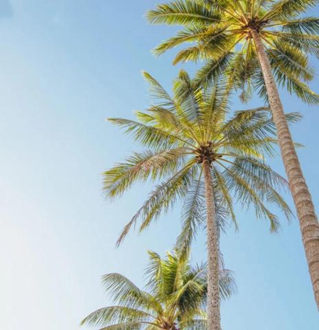 This image features a beautiful tropical scene with tall palm trees under a bright blue sky