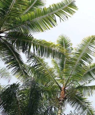 The image shows a view looking upwards at a tall palm tree surrounded by its lush green fronds