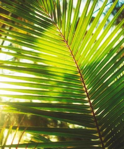 This image features a close-up view of a palm leaf