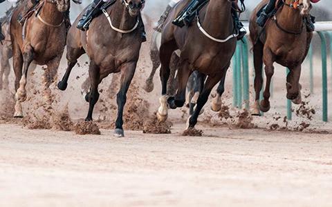 The image displays a close-up view of several horses racing on a sandy track