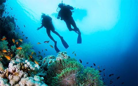 In the image, there are two scuba divers exploring underwater near a coral reef