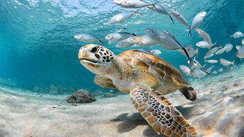 This image features a sea turtle swimming close to the sandy ocean floor in clear blue waters