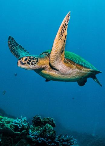 This image shows a sea turtle swimming in the ocean