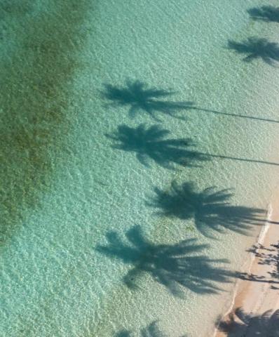 This image shows the clear and shallow waters of a tropical beach with the shadows of several palm trees cast onto the water